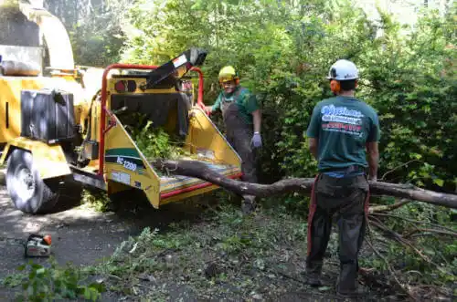 tree services Pangburn